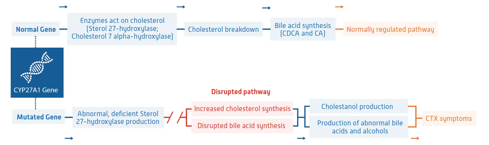 CYP27A1 Gene