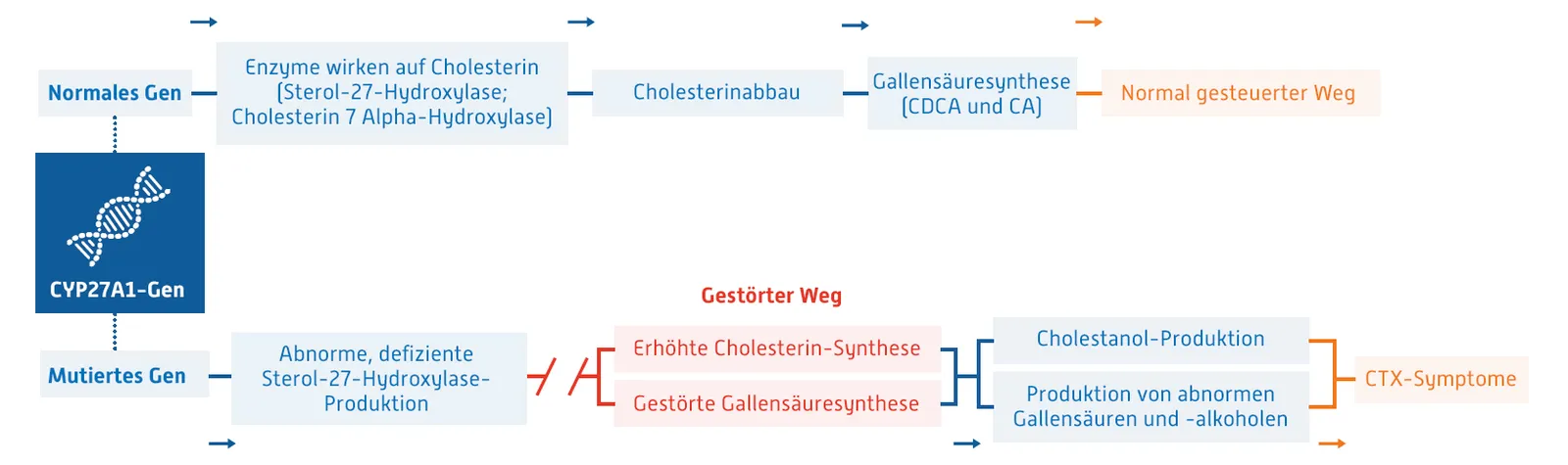 cyp27a1 graphic